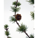 Joulumänty kävyillä