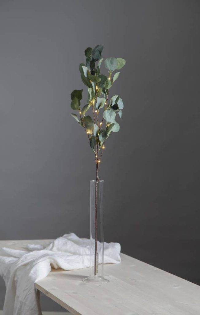 Eucalyptus koristeoksa