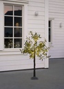Koristepuu Olivec 120cm
