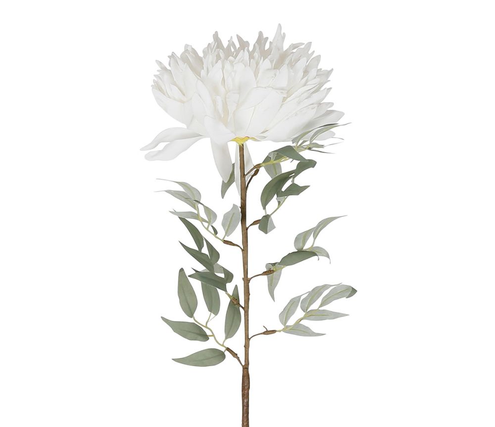 Kukka Koriste Valkoinen