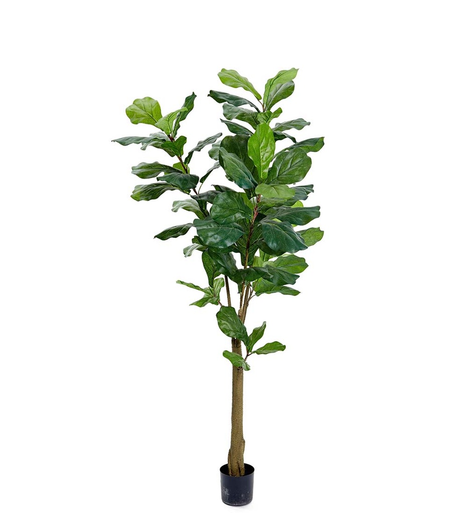 Lyyraviikuna 150 cm