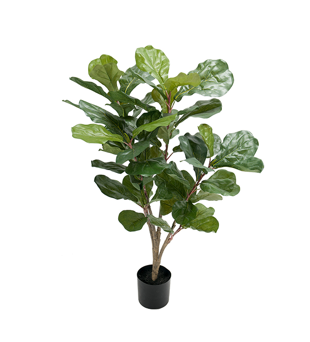 Lyyraviikunapuu 90cm