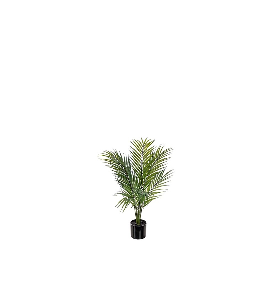 Vuoripalmu 60cm