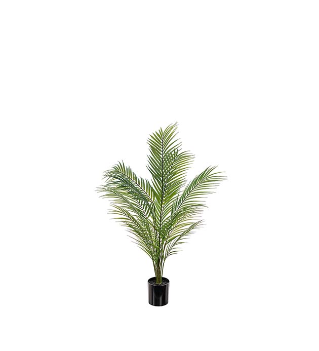 Vuoripalmu 90cm