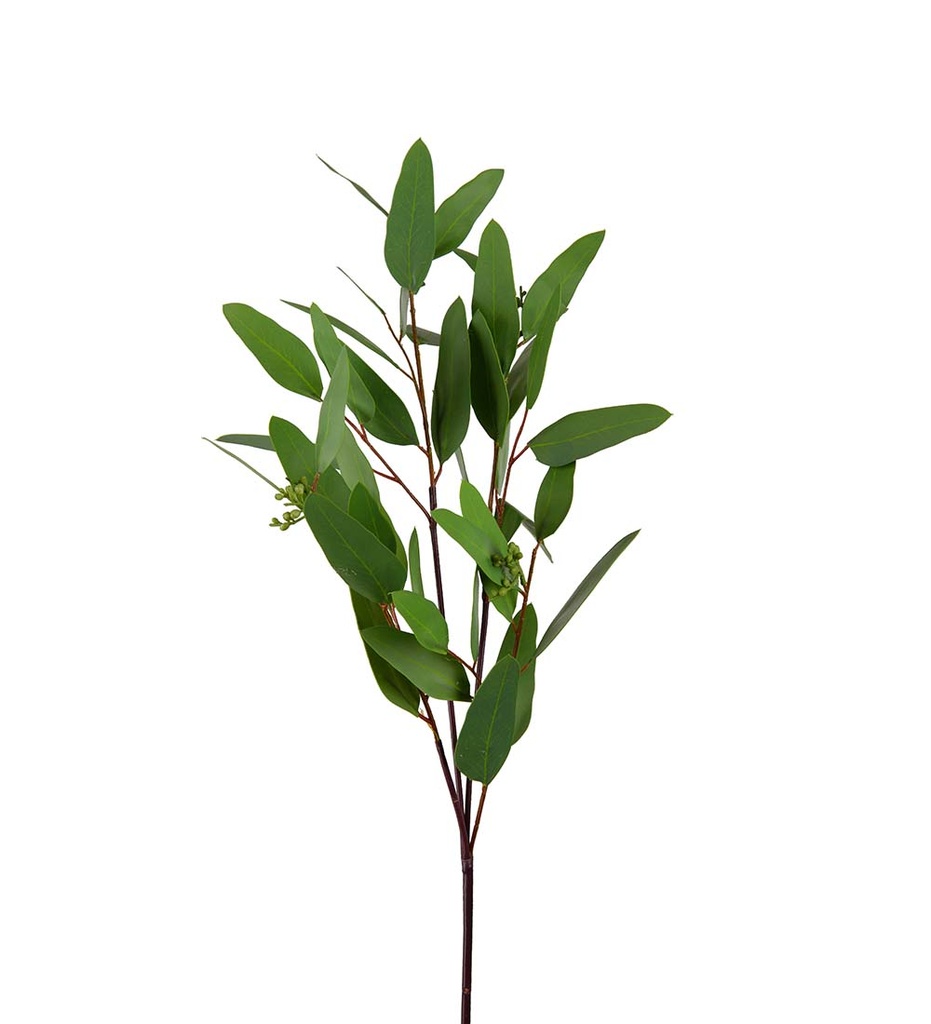 Eucalyptus 80cm