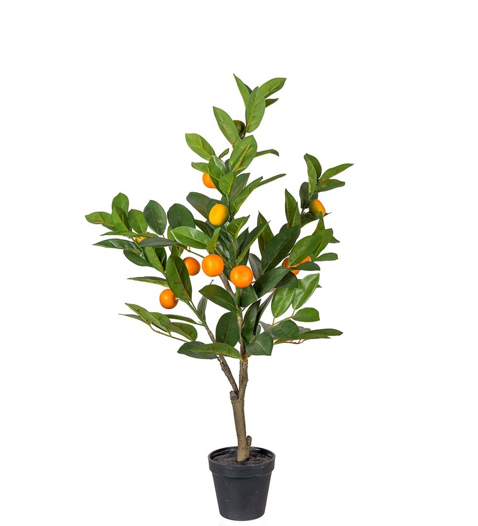 Sitruspuu 70 cm
