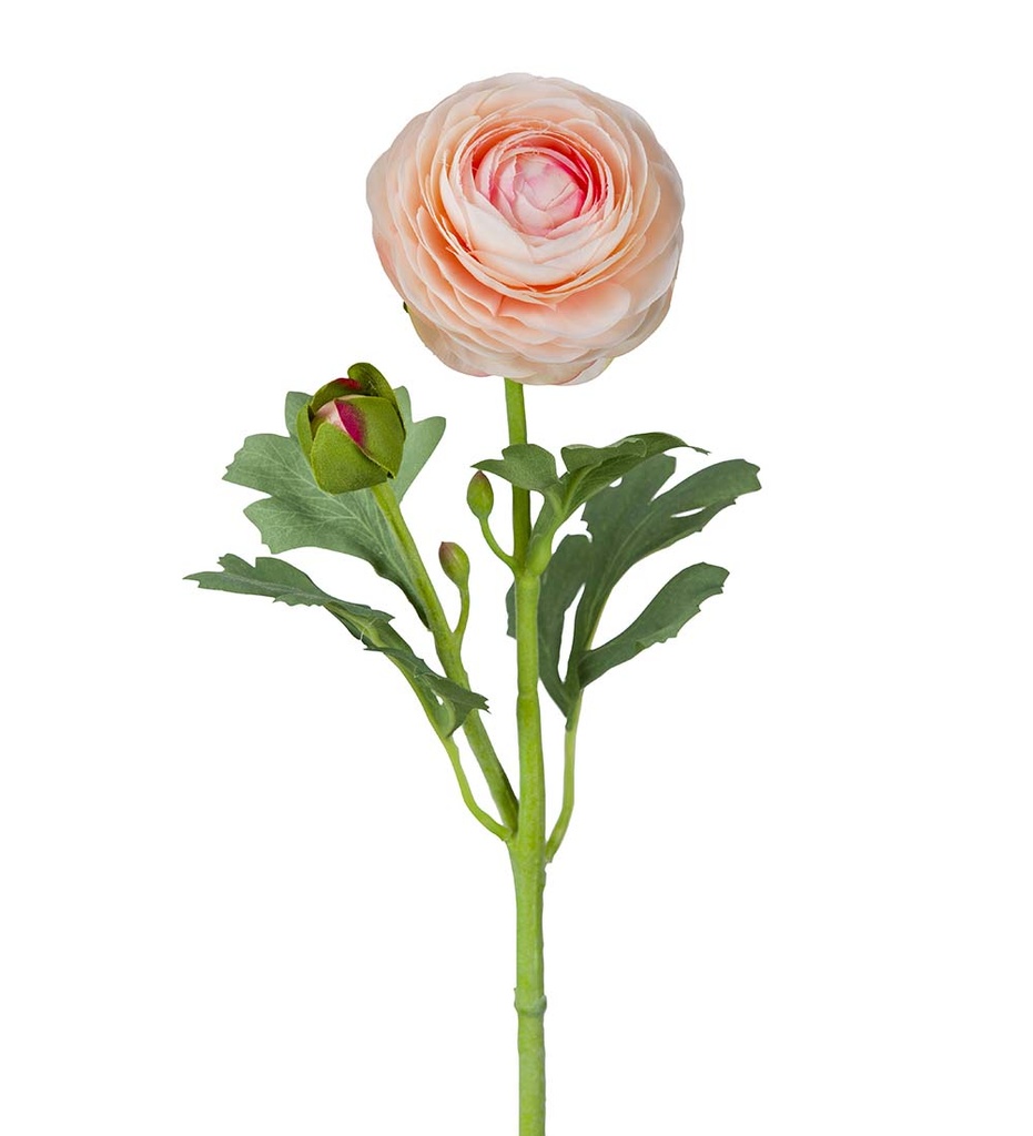 Ranuncel 50 cm vaaleanpunainen