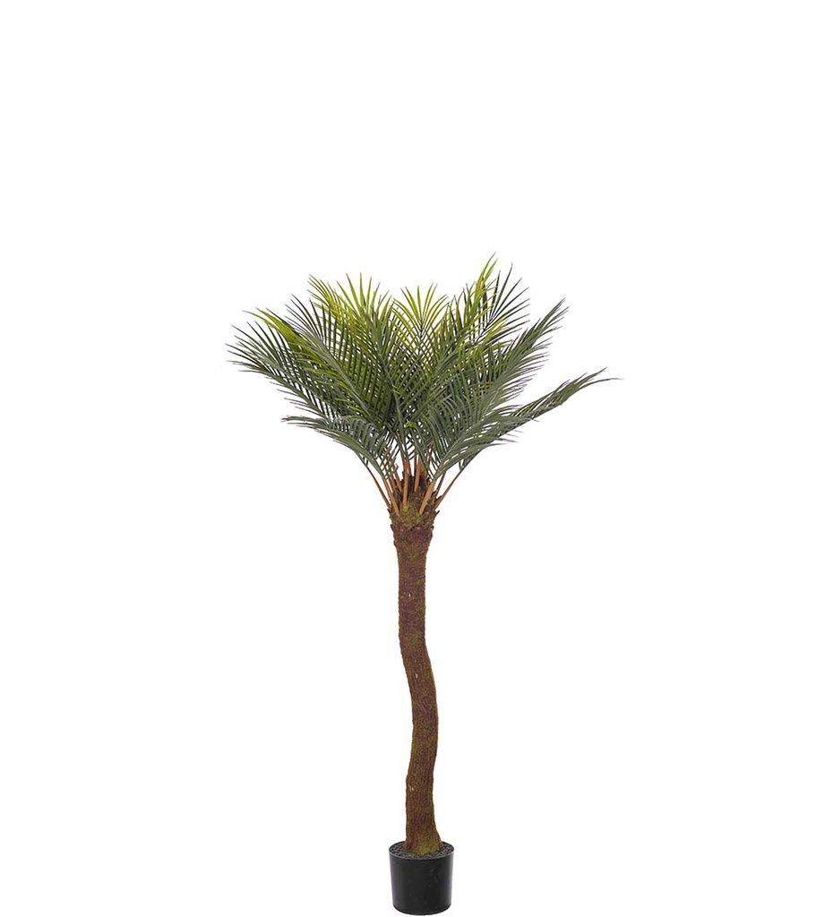 Palmu 90cm