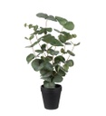 [9885-90-1] Eucalyptus 55 cm