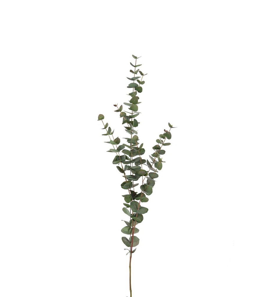 Eucalyptus oksa 120 cm