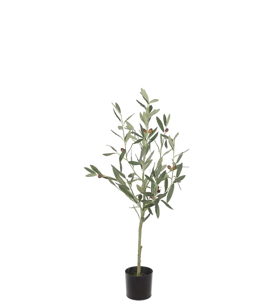 Oliivipuu 90cm