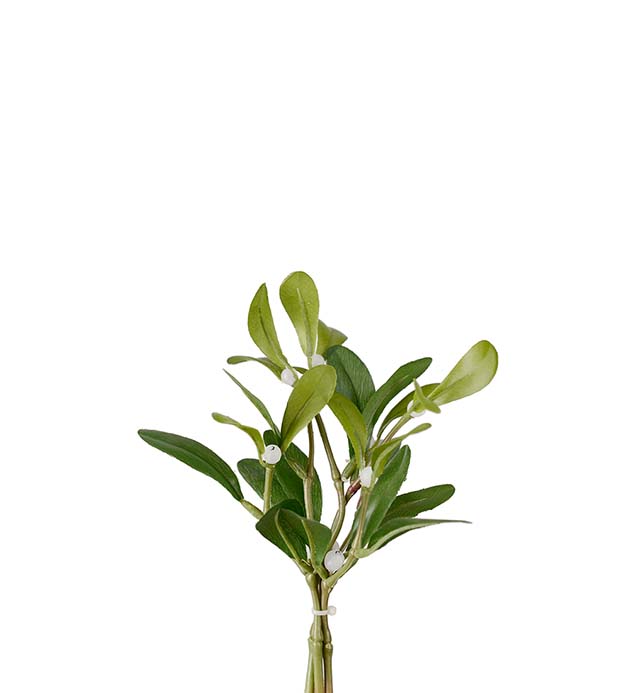 Mistelin oksa 18 cm
