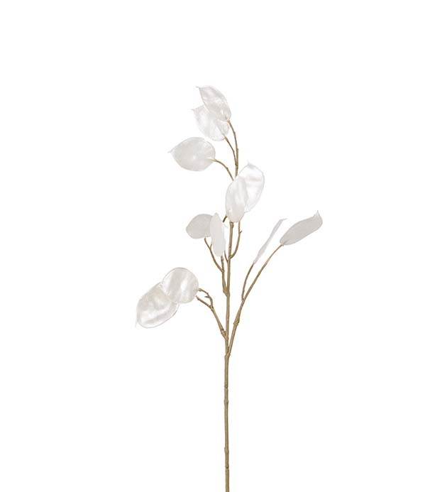Lunaria oksa 55cm