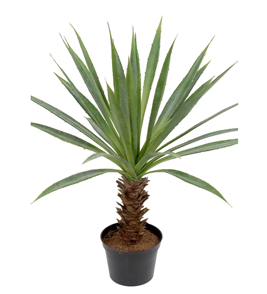 Tekokasvi AGAVE 40cm