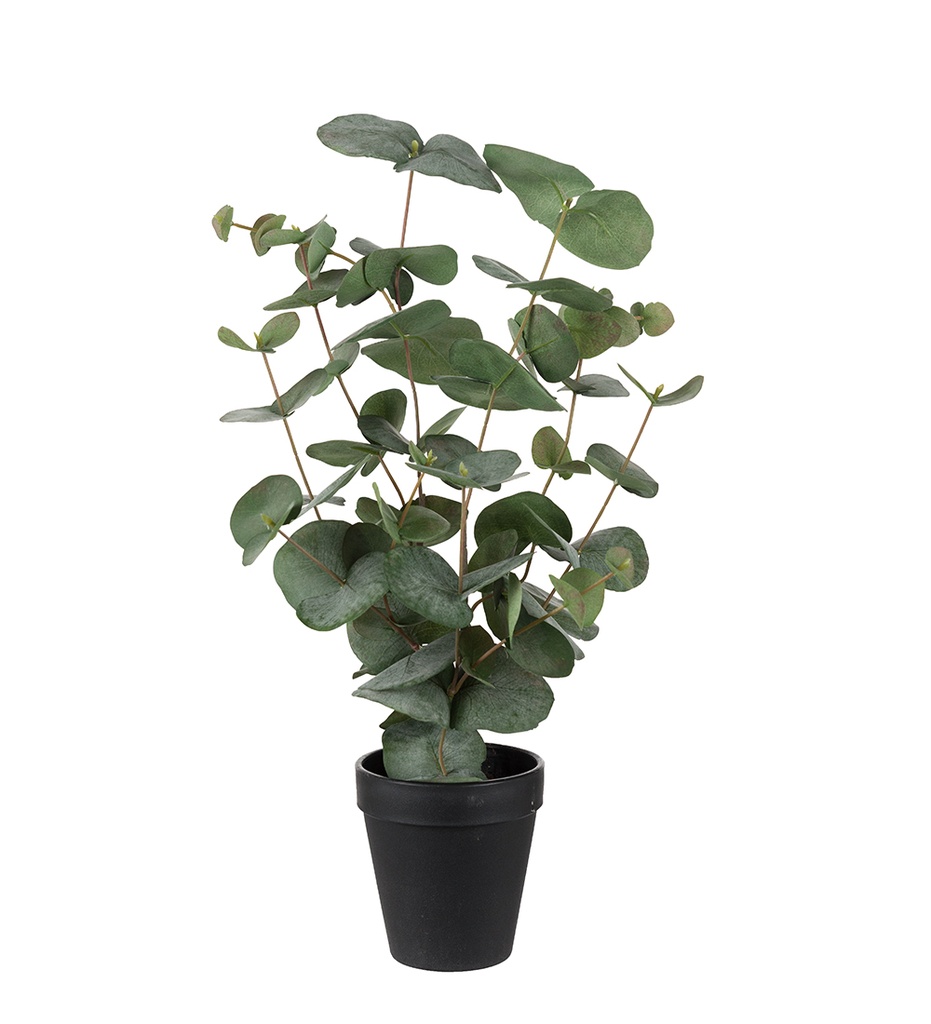 EUCALYPTUS 55 cm