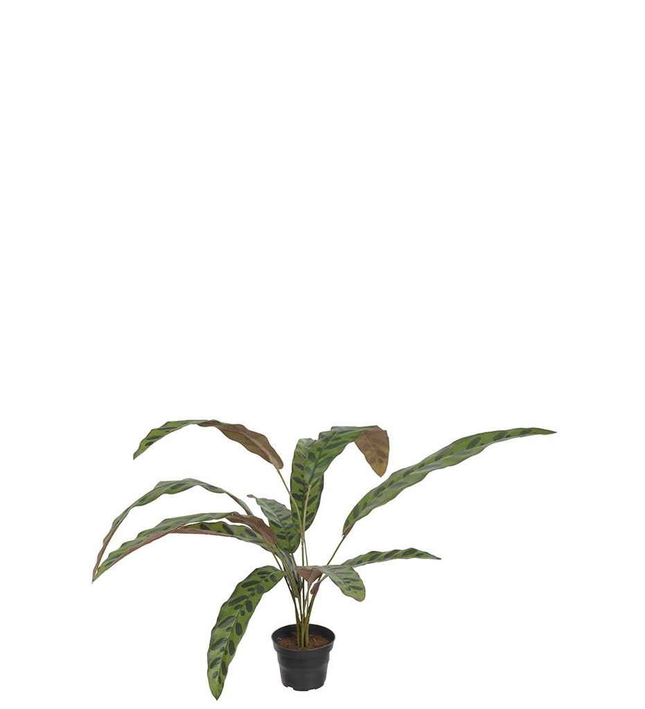 Tekokasvi CALATHEA 45 cm