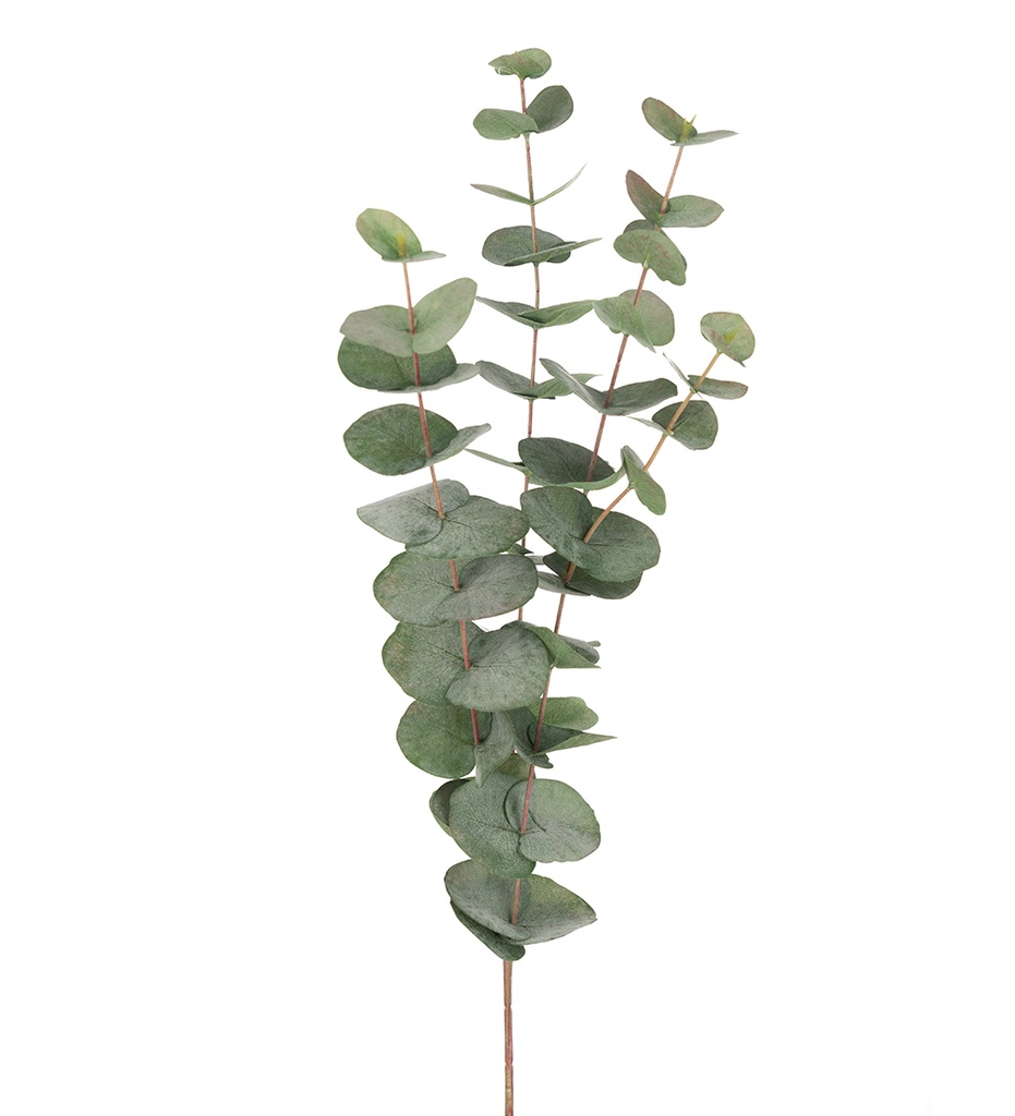 Eucalyptus oksa 60 cm