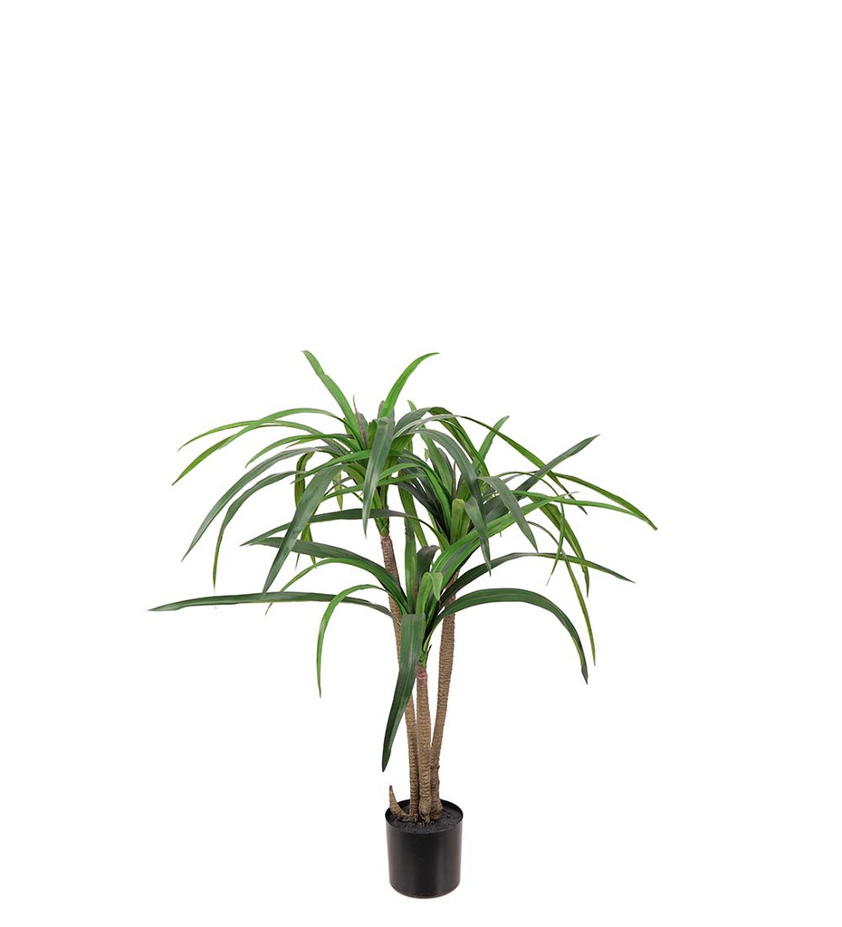 Dracena puu