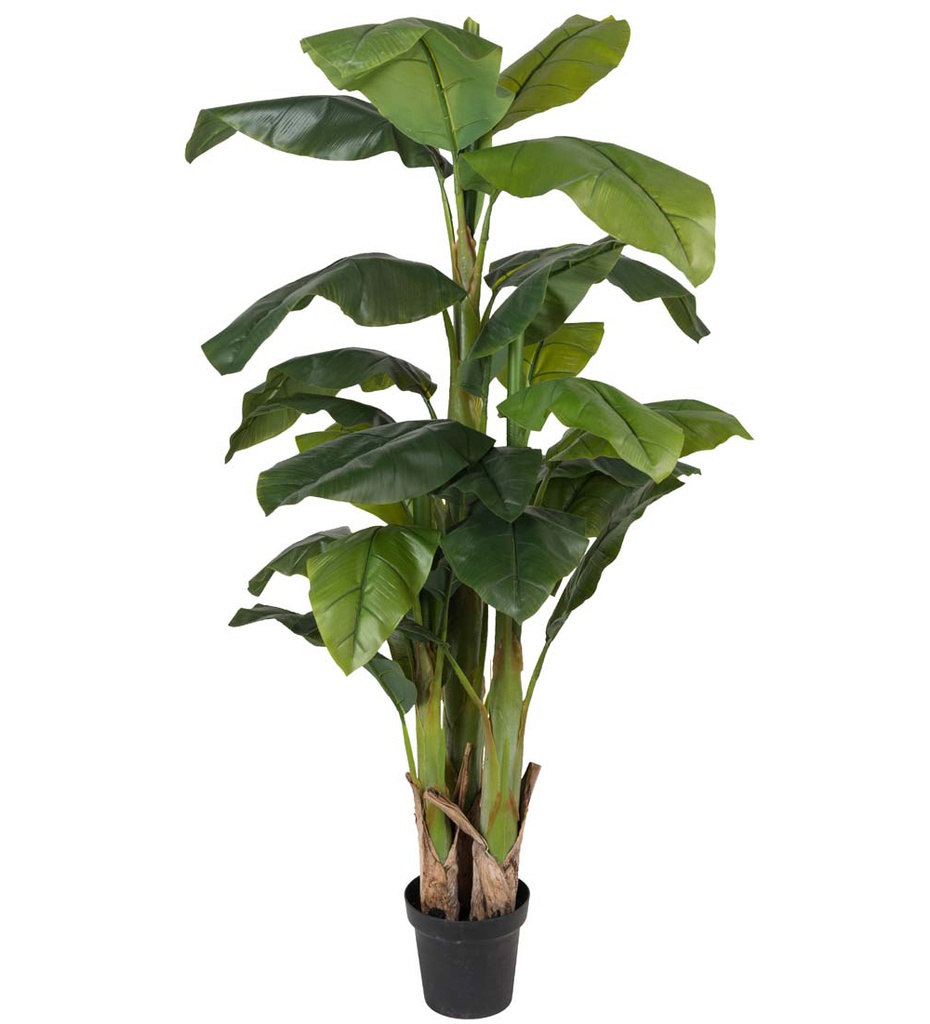 Banaanipuu 240 cm