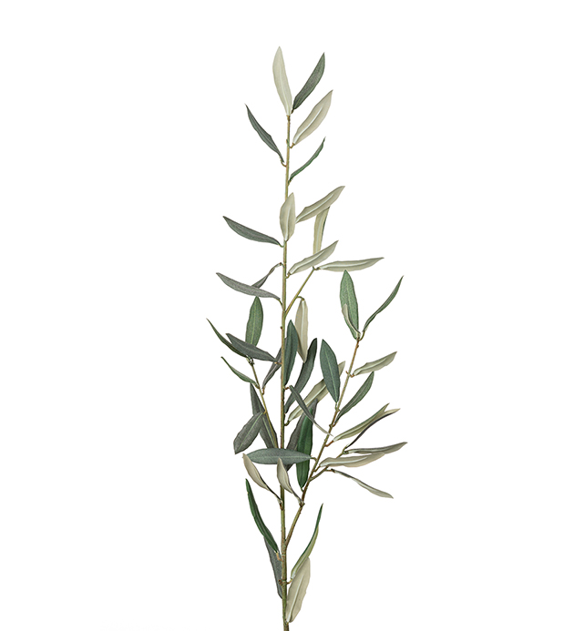 Oliivinoksa 50 cm