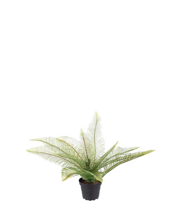Saniainen 30 cm