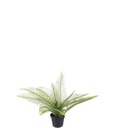 Saniainen 30 cm