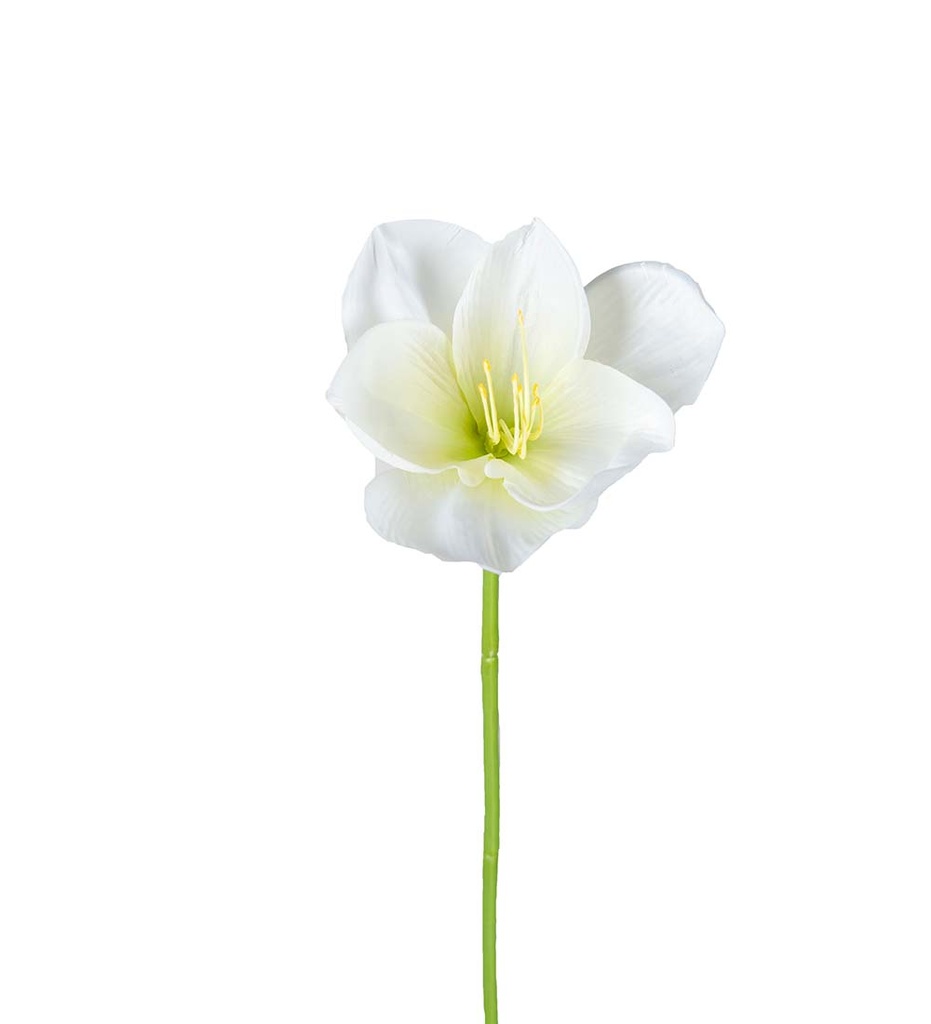 Amaryllis 40 cm