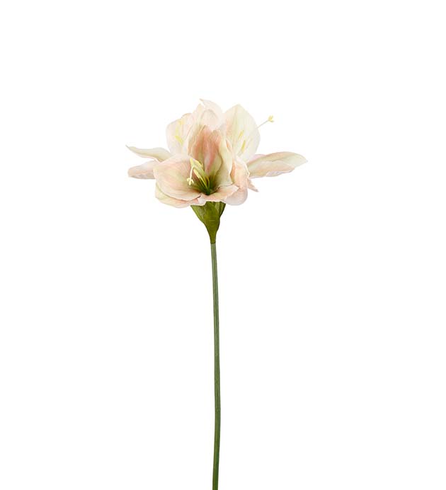 Amaryllis roosanvalkoinen 63 cm 