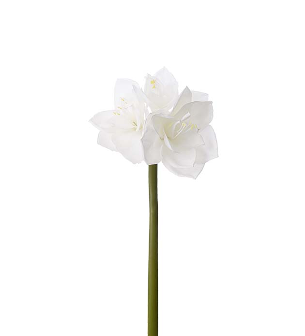 Valkoinen Amaryllis 60 cm