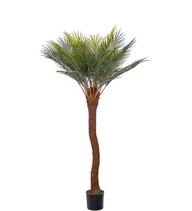 Palmu Cycas 120cm