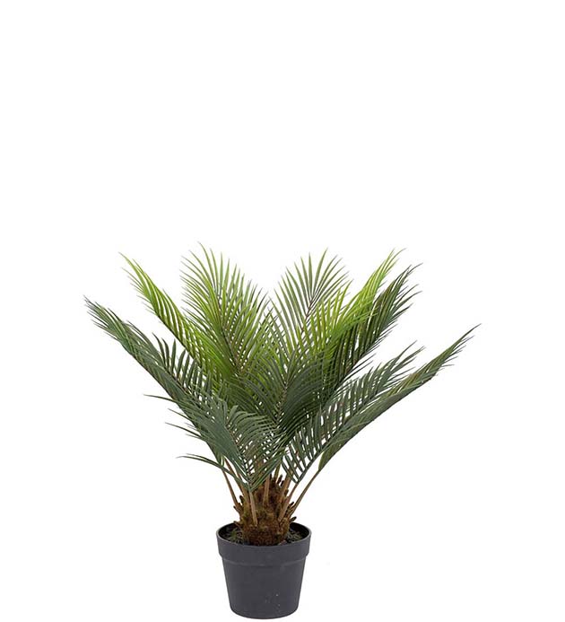 Palmu 60cm