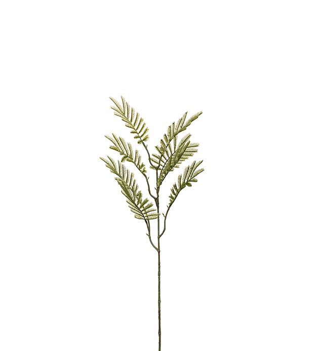 Mimosan oksa 65 cm