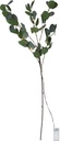 Eucalyptus koristeoksa led-valoilla