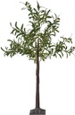 Koriste valopuu Olivec 120cm