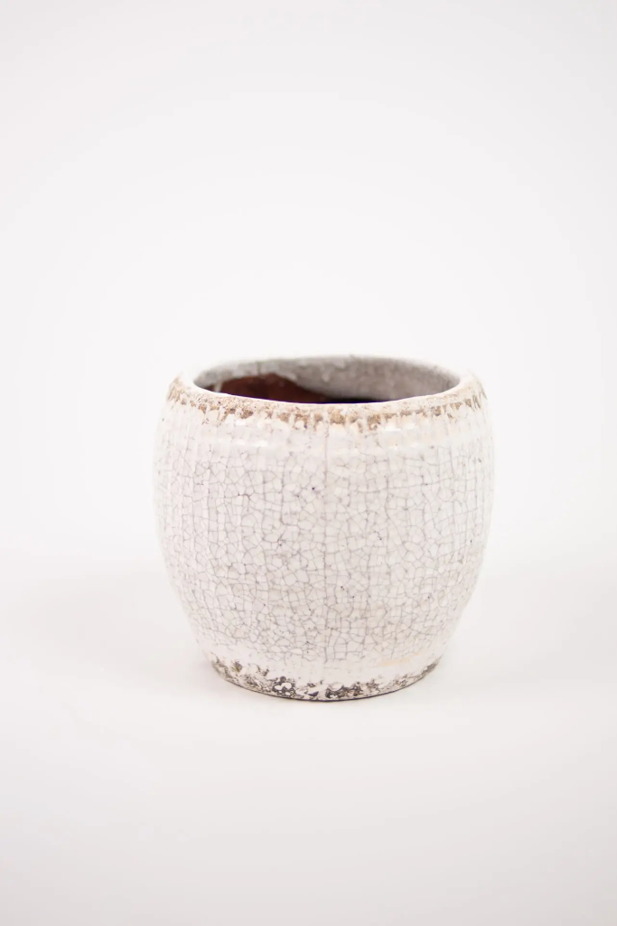 Kukkaruukku Catarina iso