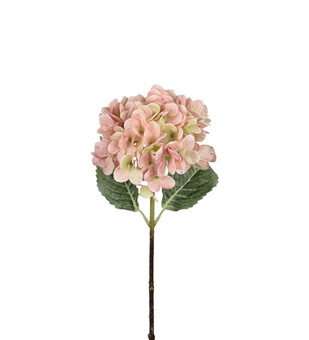 Hortensia Persikka 