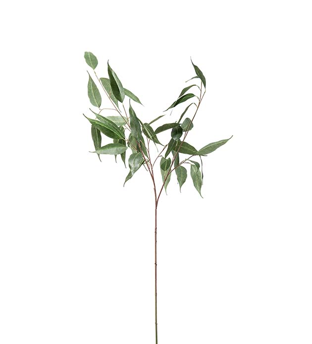 Eukalyptusoksa 110 cm