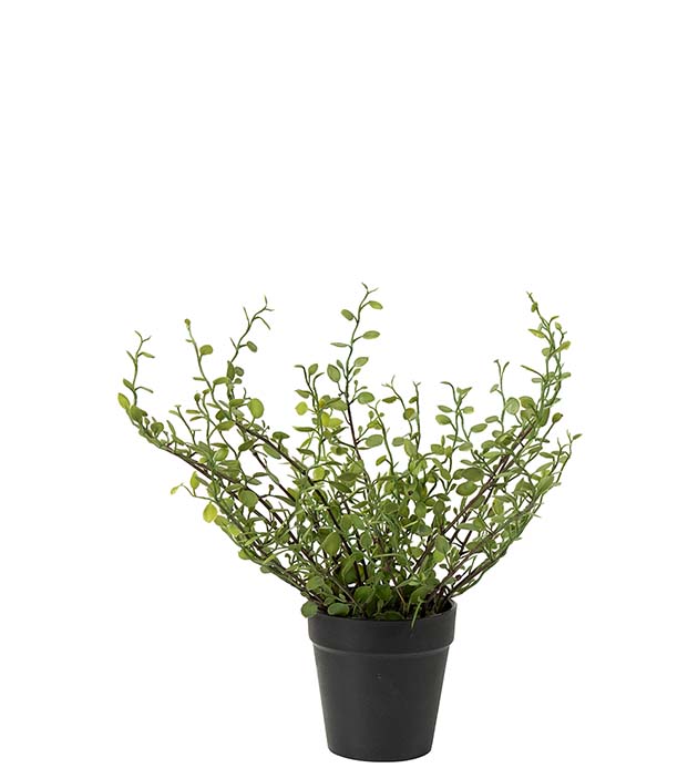 Lankaköynnös 25cm