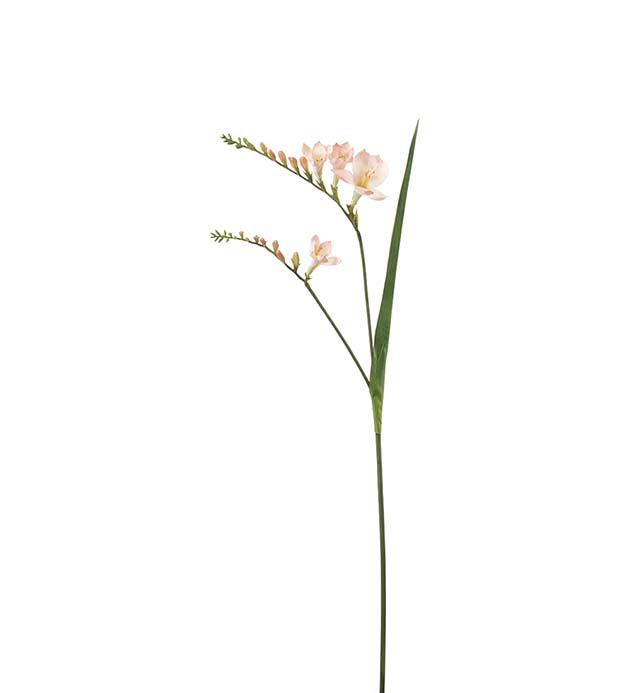 Freesia  60 cm vaaleanpunainen 