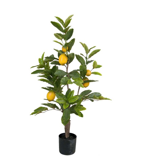 [7207-090] Sitruunapuu 90cm