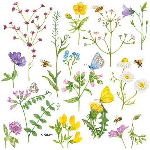 [125002173] Servetti CORNFLOWERS 25x25cm