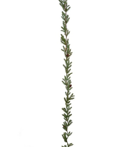 [3840-90] Havu köynnös kävyillä 160cm