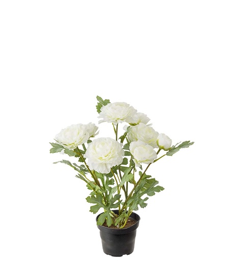 [4048-10-1] Ranuncel 30 cm