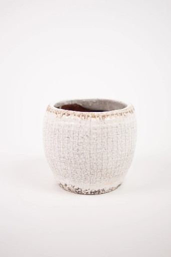 [CH011010] Kukkaruukku Catarina iso