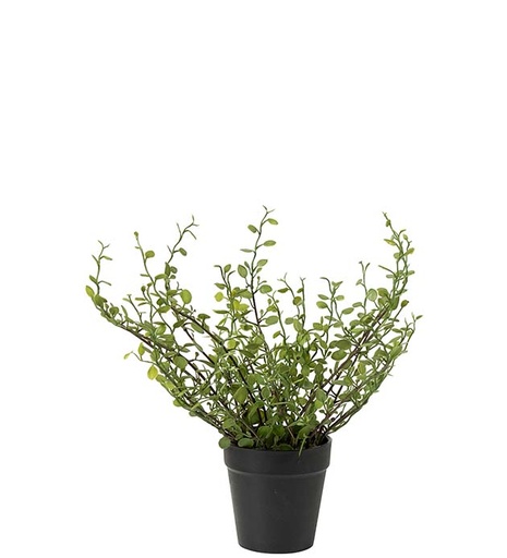 [5036-90-1] Lankaköynnös 25cm
