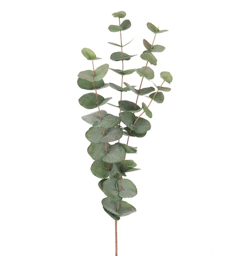 [9953-95] Eucalyptus oksa 60 cm