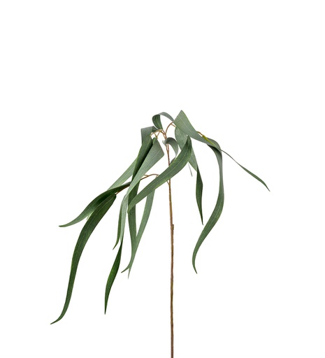 [2369-95] Eucalyptus 70 cm