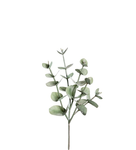 [9566-91] Eucalyptus 24cm