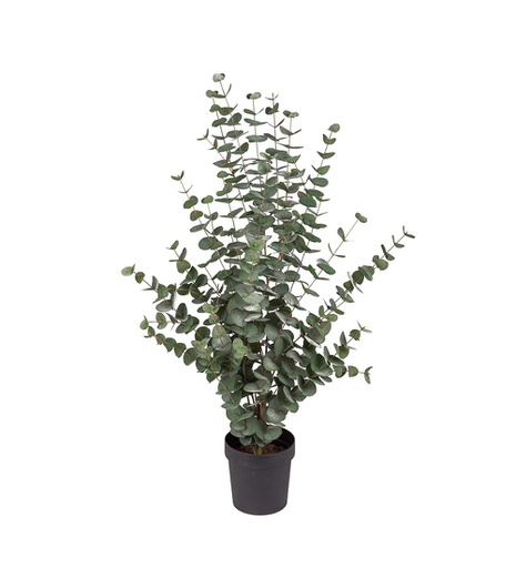 [9204-110] Eucalyptus 110cm