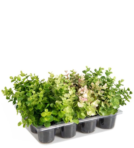 [9371-99-1] Eucalyptus pieni